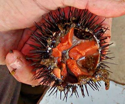 Sea Urchin